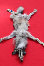 Load image into Gallery viewer, North Idaho Wolf - Taxidermy Quality - WLF1015