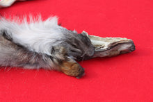 Load image into Gallery viewer, North Idaho Wolf - Taxidermy Quality - WLF1015