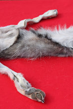 Load image into Gallery viewer, North Idaho Wolf - Taxidermy Quality - WLF1015