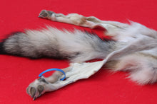 Load image into Gallery viewer, North Idaho Wolf - Taxidermy Quality - WLF1015