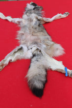 Load image into Gallery viewer, North Idaho Wolf - Taxidermy Quality - WLF1015