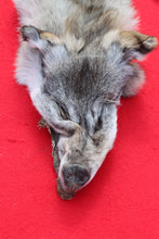 Load image into Gallery viewer, North Idaho Wolf - HAS FEET & CLAWS - WLF1017