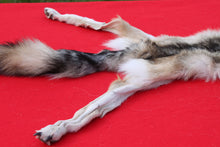 Load image into Gallery viewer, North Idaho Wolf - HAS FEET & CLAWS - WLF1017