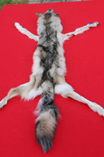 Load image into Gallery viewer, North Idaho Wolf - HAS FEET & CLAWS - WLF1017