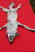 Load image into Gallery viewer, North Idaho Wolf - HAS FEET & CLAWS - WLF1017