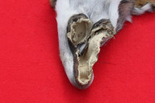Load image into Gallery viewer, North Idaho Wolf - HAS FEET & CLAWS - WLF1017