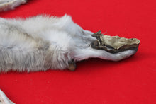 Load image into Gallery viewer, North Idaho Wolf - HAS FEET & CLAWS - WLF1017