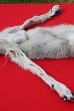 Load image into Gallery viewer, North Idaho Wolf - HAS FEET & CLAWS - WLF1017