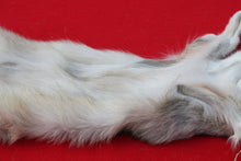 Load image into Gallery viewer, North Idaho Wolf - HAS FEET & CLAWS - WLF1017