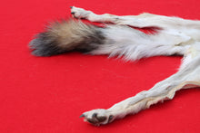 Load image into Gallery viewer, North Idaho Wolf - HAS FEET & CLAWS - WLF1017