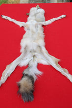 Load image into Gallery viewer, North Idaho Wolf - HAS FEET & CLAWS - WLF1017
