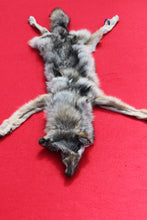 Load image into Gallery viewer, North Idaho Wolf - Taxidermy Quality - WLF1018