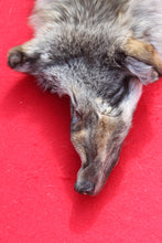 Load image into Gallery viewer, North Idaho Wolf - Taxidermy Quality - WLF1018