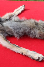 Load image into Gallery viewer, North Idaho Wolf - Taxidermy Quality - WLF1018