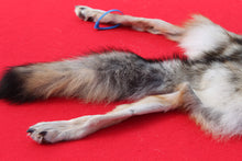 Load image into Gallery viewer, North Idaho Wolf - Taxidermy Quality - WLF1018