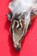Load image into Gallery viewer, North Idaho Wolf - Taxidermy Quality - WLF1018