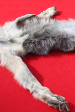 Load image into Gallery viewer, North Idaho Wolf - Taxidermy Quality - WLF1018