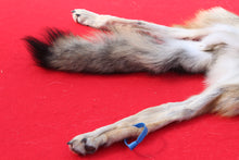Load image into Gallery viewer, North Idaho Wolf - Taxidermy Quality - WLF1018