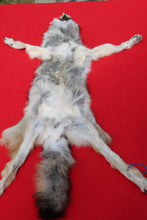Load image into Gallery viewer, North Idaho Wolf - Taxidermy Quality - WLF1018