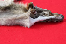 Load image into Gallery viewer, North Idaho Wolf - Taxidermy Quality - WLF1019