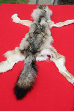 Load image into Gallery viewer, North Idaho Wolf - Taxidermy Quality - WLF1019