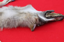 Load image into Gallery viewer, North Idaho Wolf - Taxidermy Quality - WLF1019
