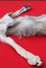Load image into Gallery viewer, North Idaho Wolf - Taxidermy Quality - WLF1019