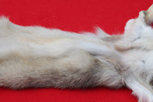 Load image into Gallery viewer, North Idaho Wolf - Taxidermy Quality - WLF1019