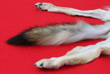 Load image into Gallery viewer, North Idaho Wolf - Taxidermy Quality - WLF1019
