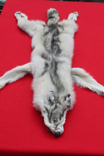 Load image into Gallery viewer, Canadian Arctic Wolf - Taxidermy Quality - WLF1020