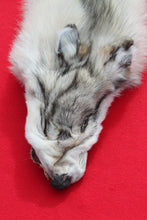 Load image into Gallery viewer, Canadian Arctic Wolf - Taxidermy Quality - WLF1020