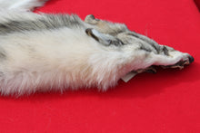 Load image into Gallery viewer, Canadian Arctic Wolf - Taxidermy Quality - WLF1020