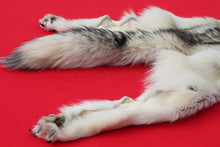 Load image into Gallery viewer, Canadian Arctic Wolf - Taxidermy Quality - WLF1020