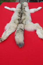 Load image into Gallery viewer, Canadian Arctic Wolf - Taxidermy Quality - WLF1020