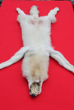 Load image into Gallery viewer, Canadian Arctic Wolf - Taxidermy Quality - WLF1020