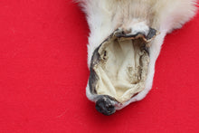 Load image into Gallery viewer, Canadian Arctic Wolf - Taxidermy Quality - WLF1020