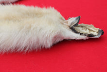 Load image into Gallery viewer, Canadian Arctic Wolf - Taxidermy Quality - WLF1020