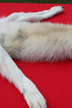 Load image into Gallery viewer, Canadian Arctic Wolf - Taxidermy Quality - WLF1020