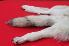 Load image into Gallery viewer, Canadian Arctic Wolf - Taxidermy Quality - WLF1020
