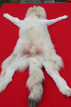 Load image into Gallery viewer, Canadian Arctic Wolf - Taxidermy Quality - WLF1020