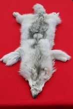 Load image into Gallery viewer, Canadian Arctic Wolf - WLF1021