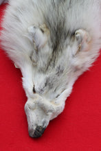 Load image into Gallery viewer, Canadian Arctic Wolf - WLF1021