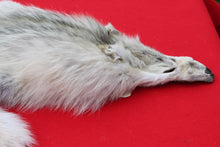 Load image into Gallery viewer, Canadian Arctic Wolf - WLF1021