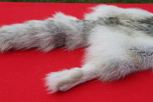 Load image into Gallery viewer, Canadian Arctic Wolf - WLF1021