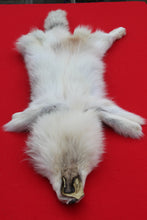 Load image into Gallery viewer, Canadian Arctic Wolf - WLF1021
