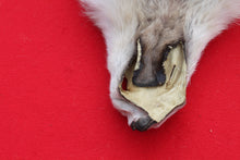 Load image into Gallery viewer, Canadian Arctic Wolf - WLF1021