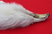 Load image into Gallery viewer, Canadian Arctic Wolf - WLF1021