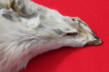 Load image into Gallery viewer, Canadian Arctic Wolf Hide - WLF1022