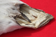 Load image into Gallery viewer, Canadian Arctic Wolf Hide - WLF1022