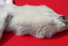 Load image into Gallery viewer, Canadian Arctic Wolf Hide - WLF1022